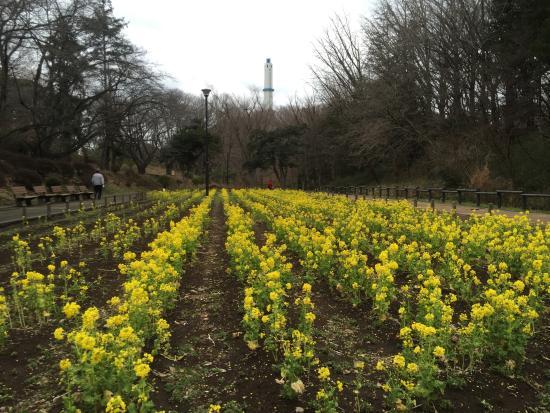 Yokohama Children Park